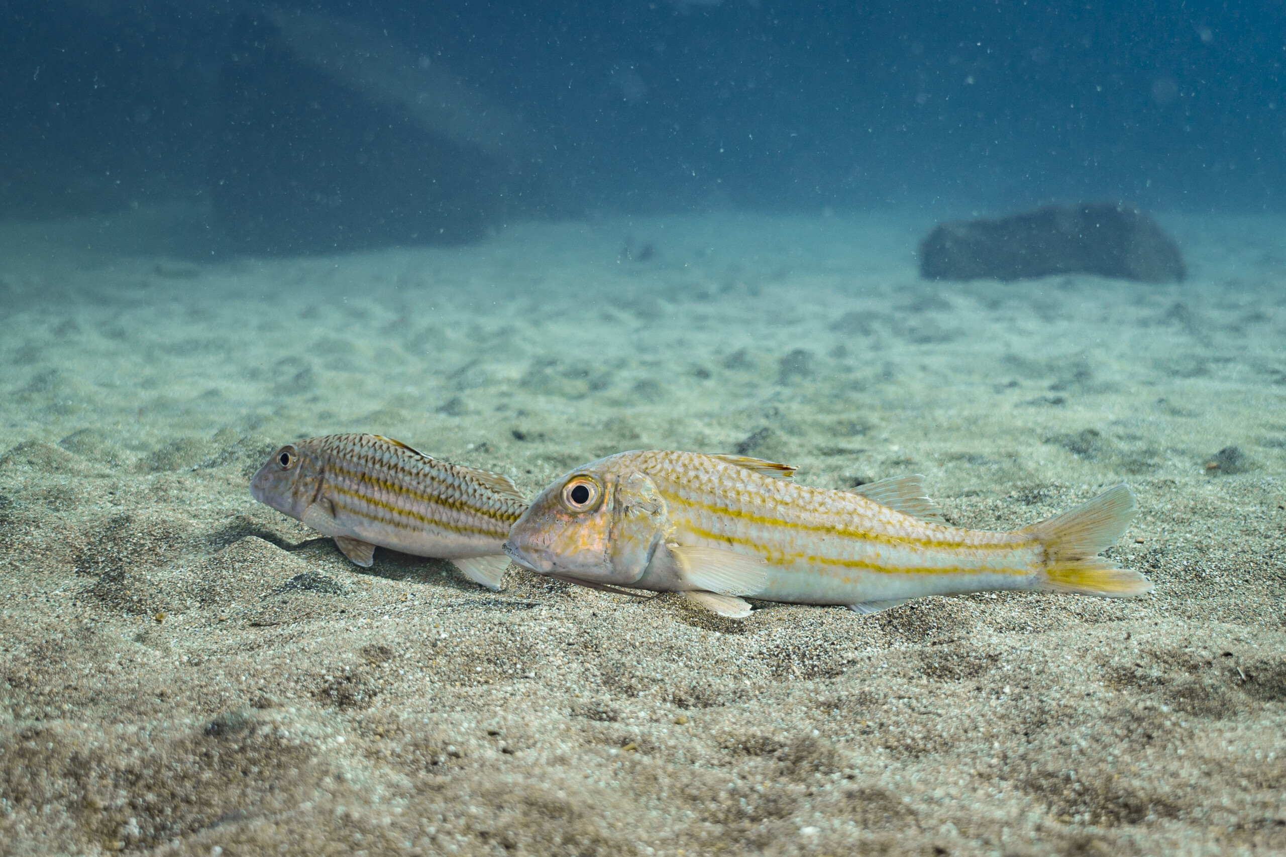 Striped Red Mullet Mullus Surmuletus Fish Sheet