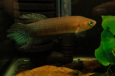 Rasbora dorsiocellata sp Sunset (Elevage semi-sauvage - Indonésie) -  Aquaplante