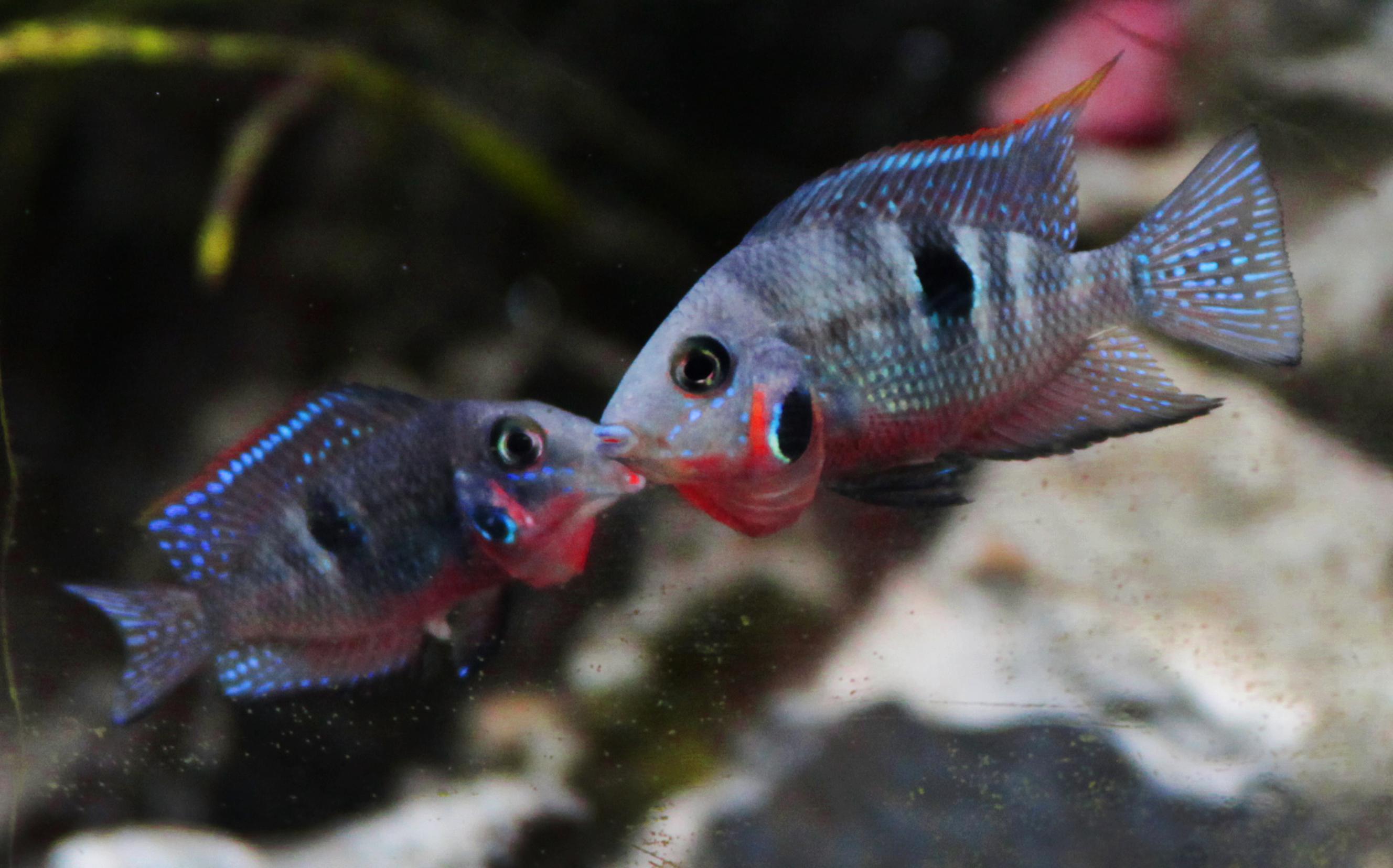 Firemouth cichlid • Thorichthys meeki • Fish sheet