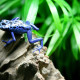 picture of Dendrobates tinctorius