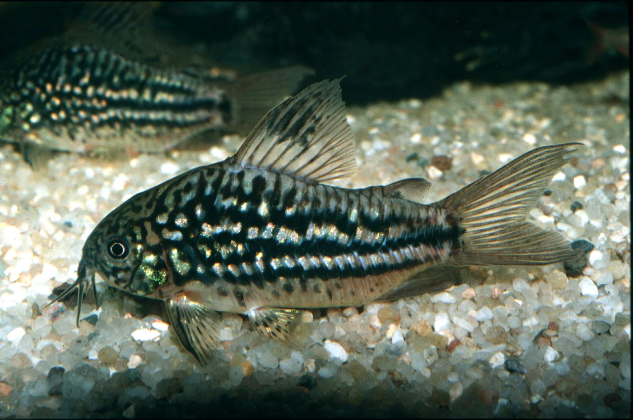 Shirui • Corydoras napoensis • Fish sheet