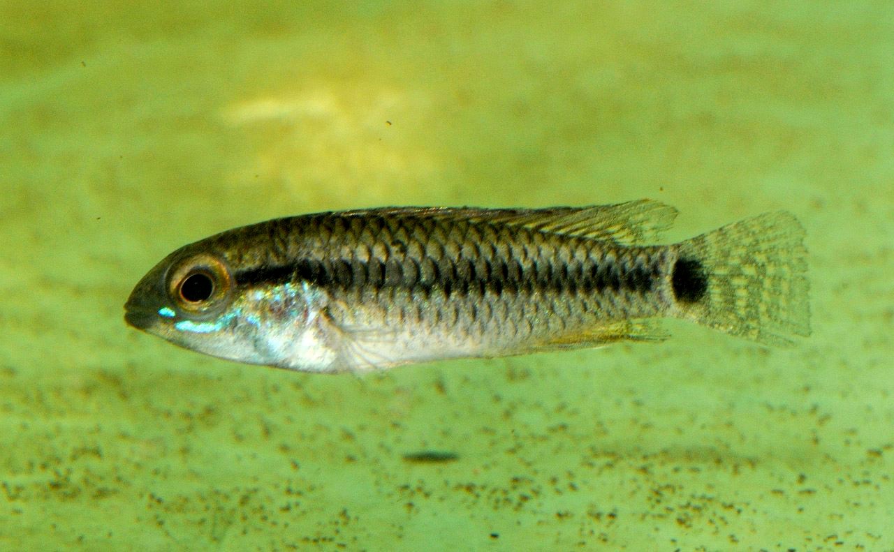 Apisto steindachneri