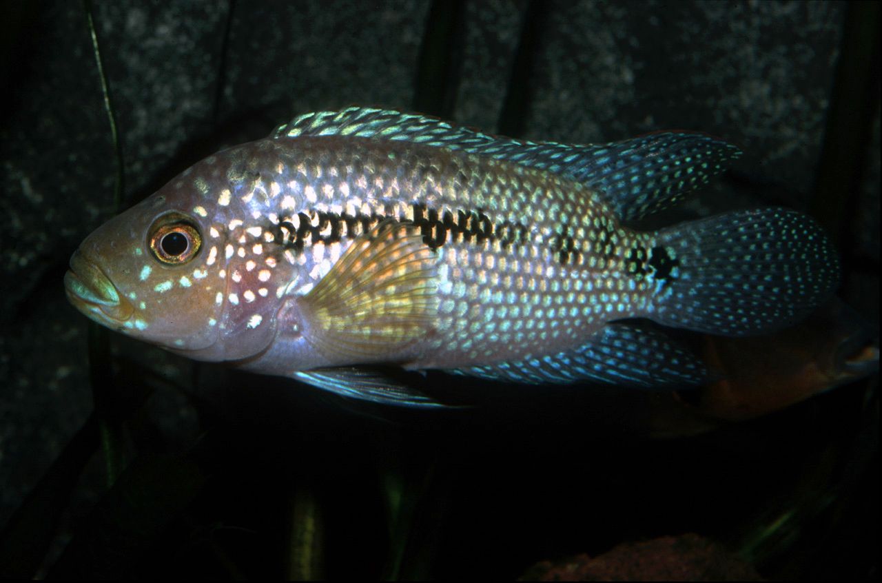 Jack dempsey • Rocio octofasciata • Fish sheet