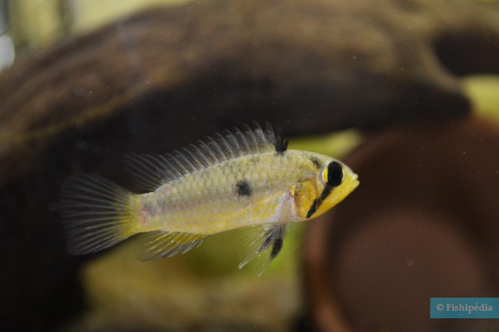 Apisto steindachneri