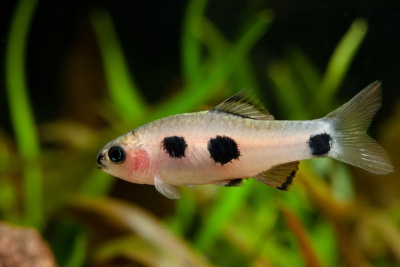 Tiger Barbs and Common Problems: How to Solve Them (Puntigrus