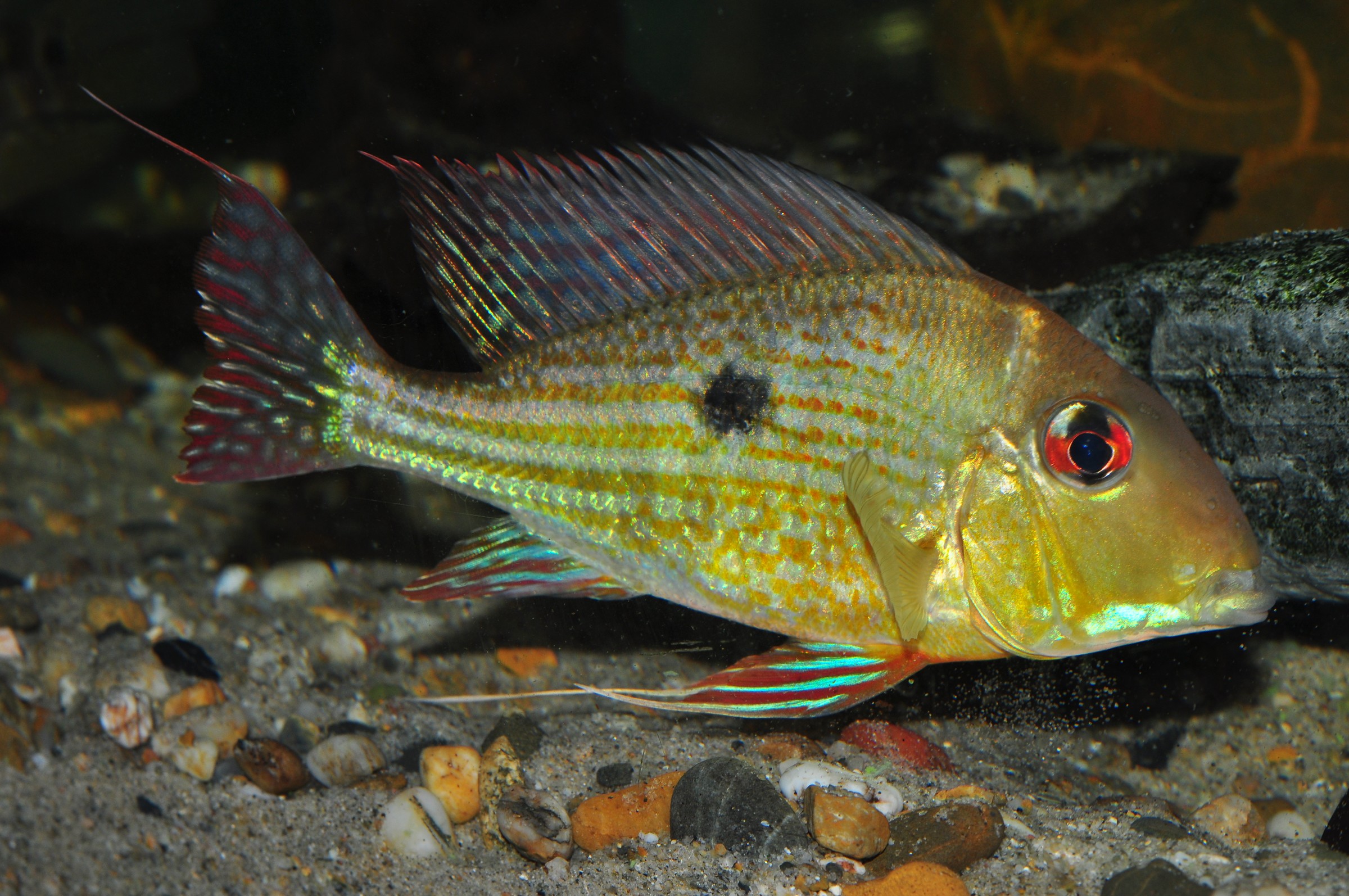 Geophagus abalios • Fish sheet