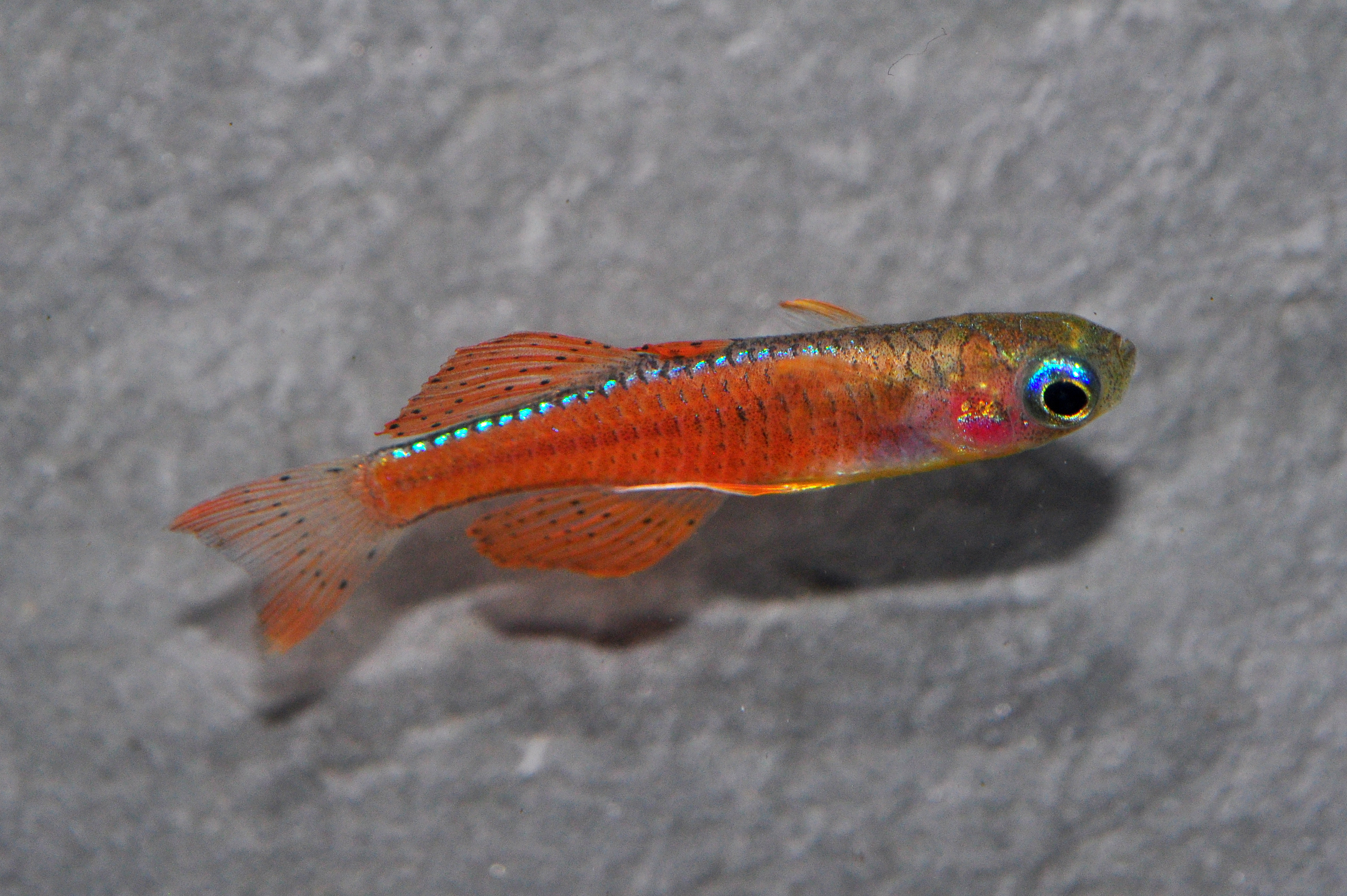 Neon blue-eye • Pseudomugil luminatus • Fish sheet