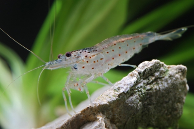Hinomaru no entry Grade SS shrimp (Caridina Cantonensis) – Aqua Forest  Aquarium