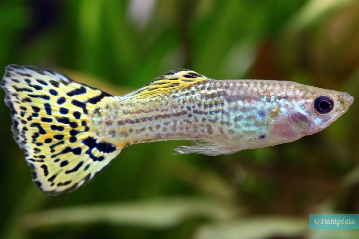 Guppies (Poecilia Reticulata)