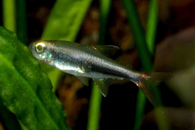 Black Neon Tetra (Hyphessobrycon herbertaxelrodi) – The Consolidated Fish  Farms Inc.