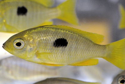 Glowing Yellow Flying Fish Fauna (Genus: Protocaeli)