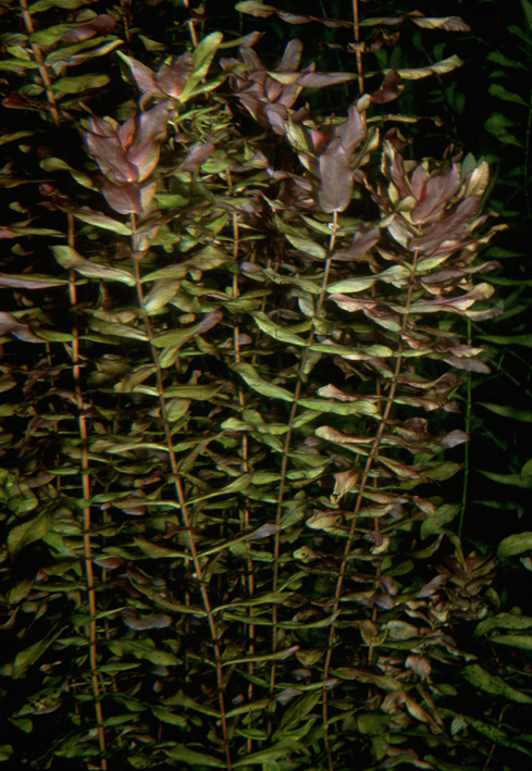 Ludwigia Inclinata • Plants