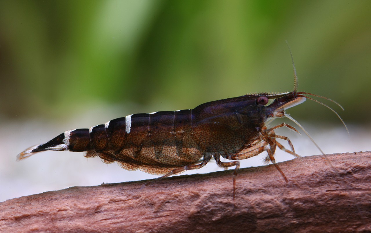 Babaulti Shrimp Health Problems: Prevention and Solutions