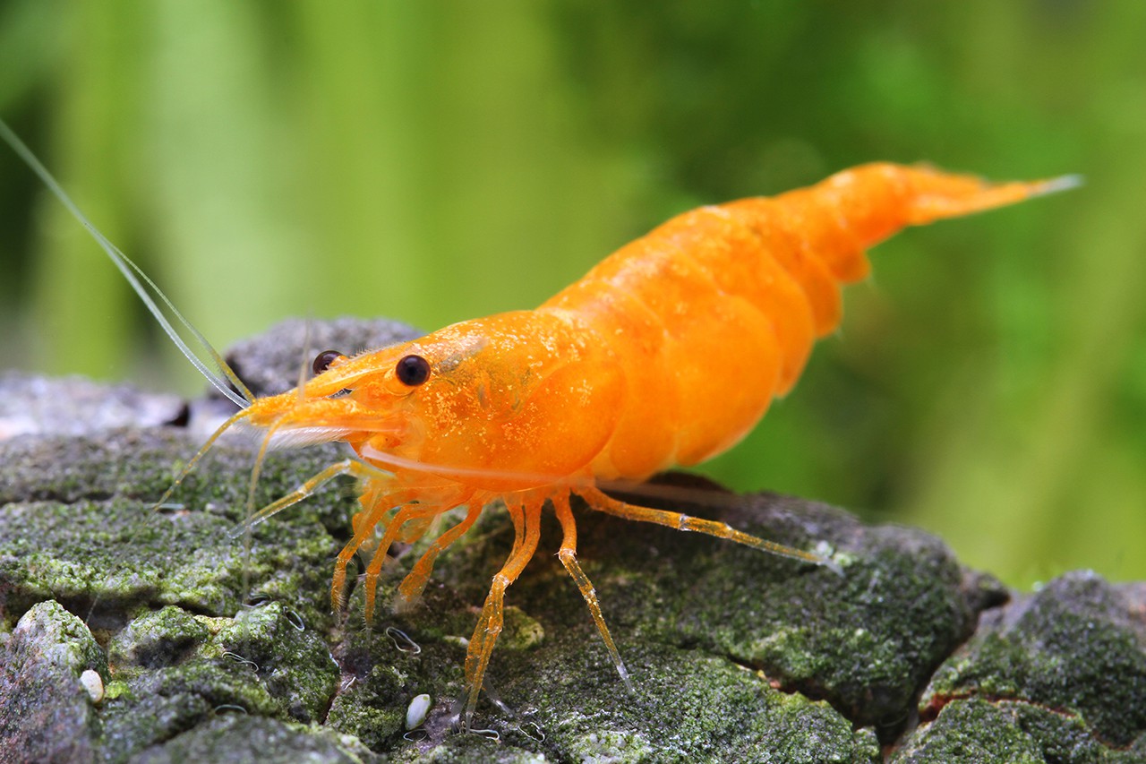 Orange Sakura Tiger Shrimp Health Problems: Prevention Tips & Solutions