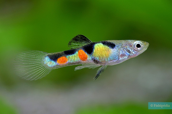 Guppy • Poecilia reticulata • Fiche poissons