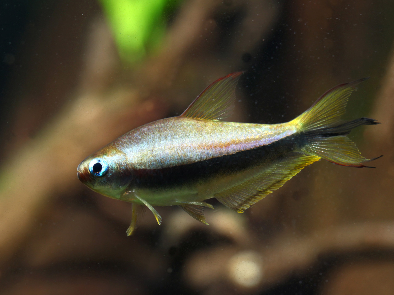 Emperor tetra • Nematobrycon palmeri • Fish sheet