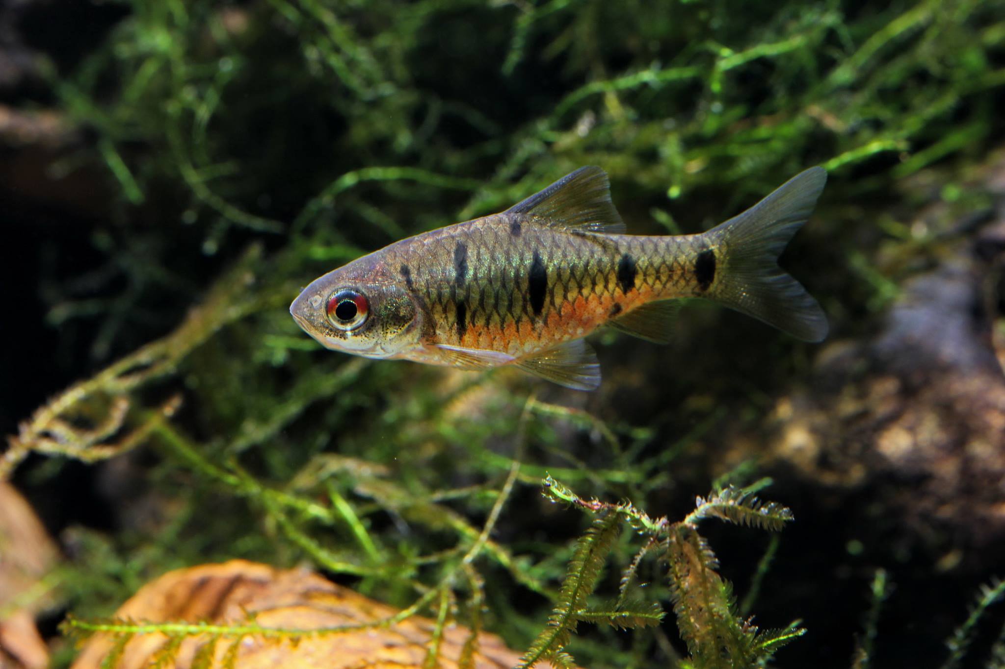 Tiger Barbs and Common Problems: How to Solve Them (Puntigrus