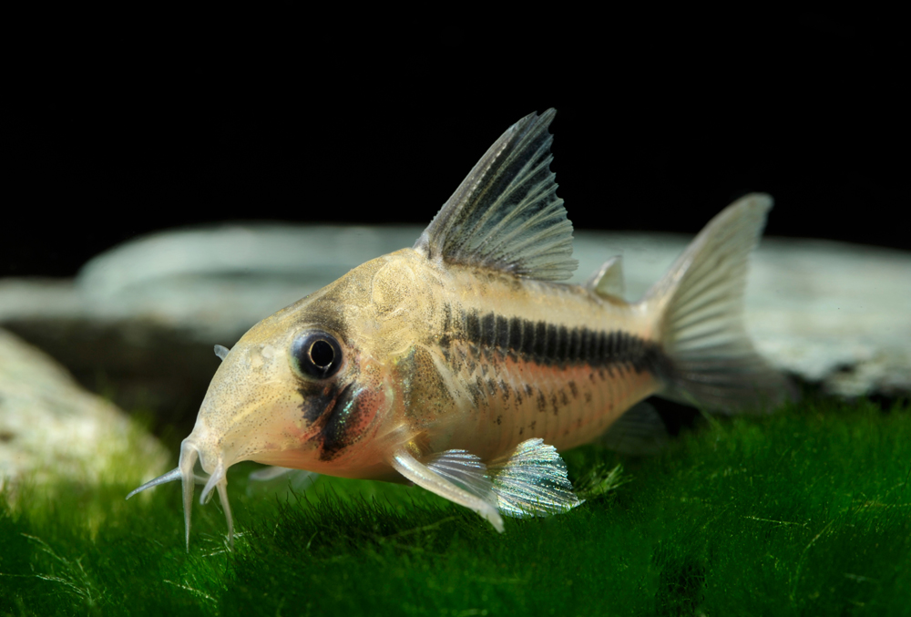 Corydoras axelrodi • Fish sheet