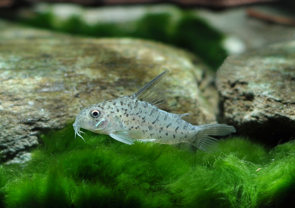 Corydoras loretoensis • Poisson-chat nain • Fiche poissons