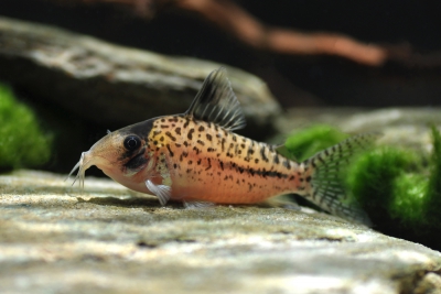 Corydoras ellisae • Fish sheet