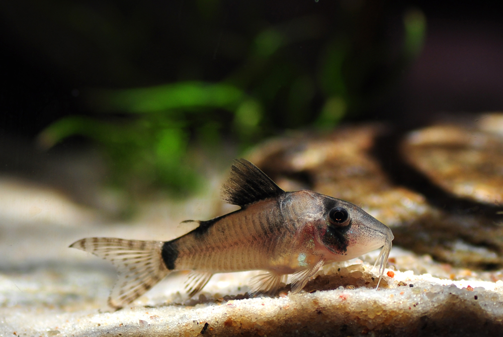 Corydoras simulatus • Fish sheet