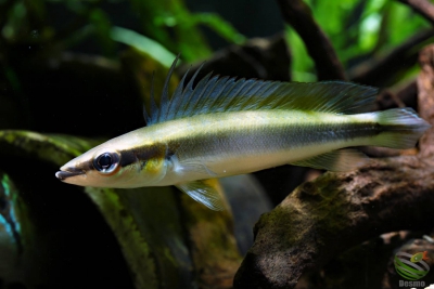 Crenicichla multispinosa store