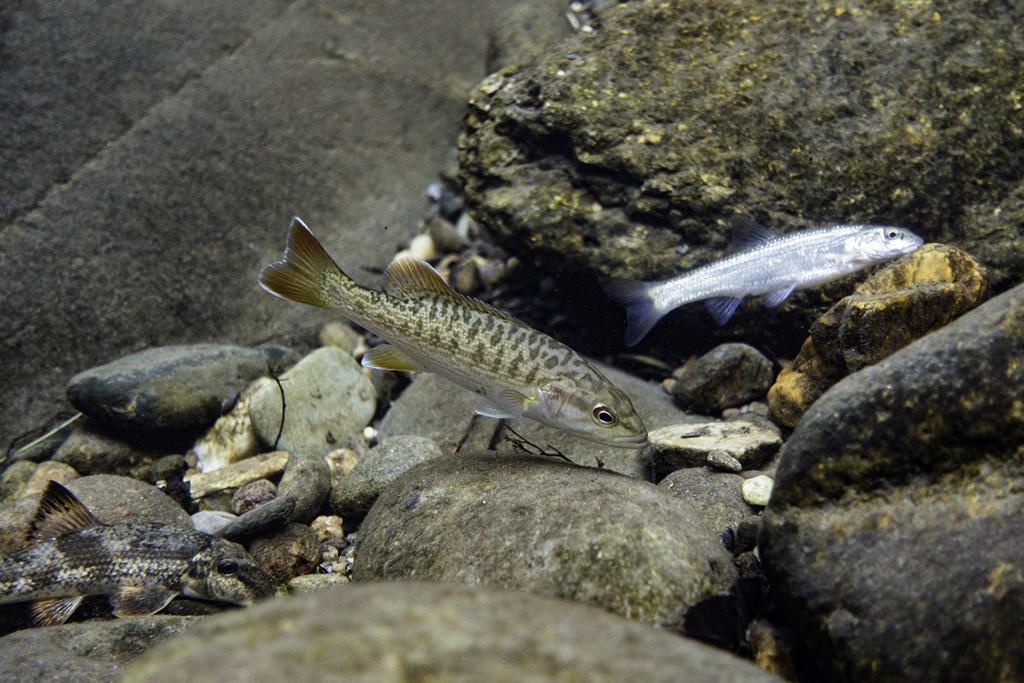 Redeye bass • Micropterus coosae • Fish sheet