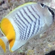 picture of Chaetodon madagaskariensis