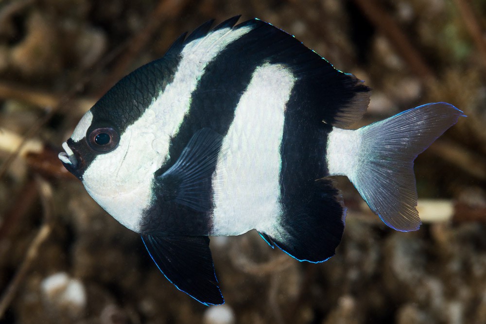 Demoiselle trois bandes Dascyllus abudafur Fiche poissons