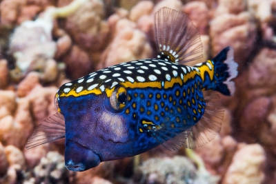 Poisson-Serran violet (élevage) - Pictichromis porphyrea