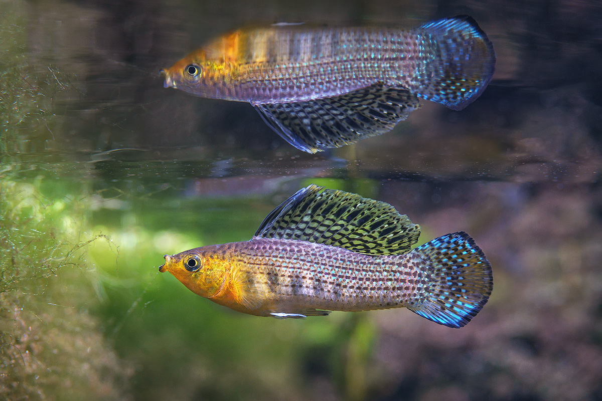 Poecilia latipinna – Discover Fishes