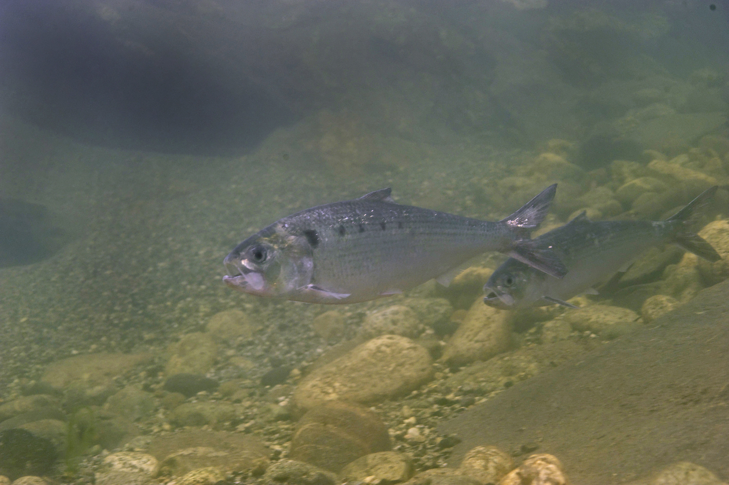 Twaite shad (Alosa fallax)