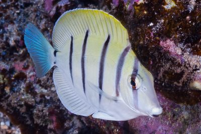 Pseudochromis porphyreus: piccolo, bello e aggressivo - Acquario