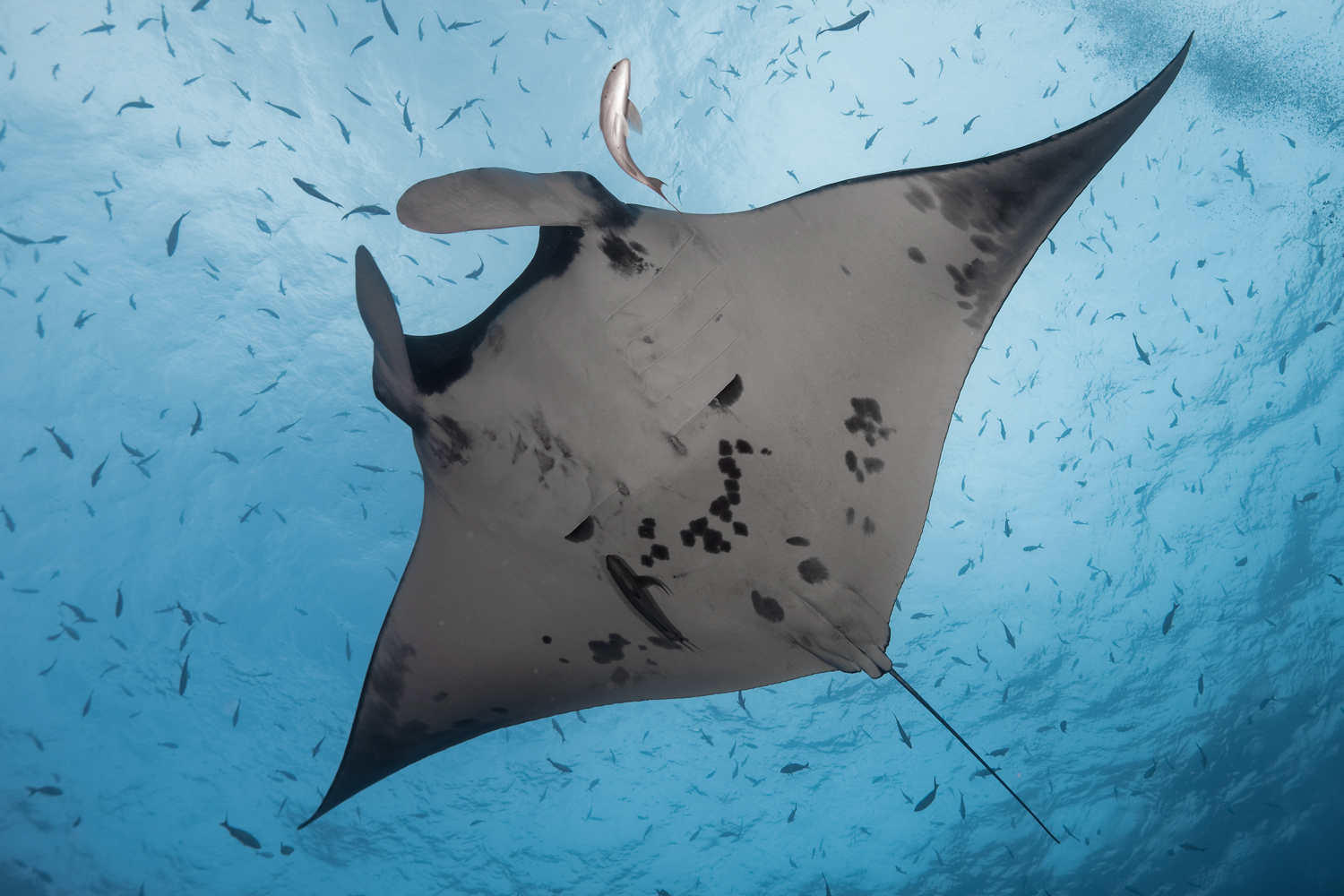 Raie manta de récif • Mobula alfredi • Fiche poissons