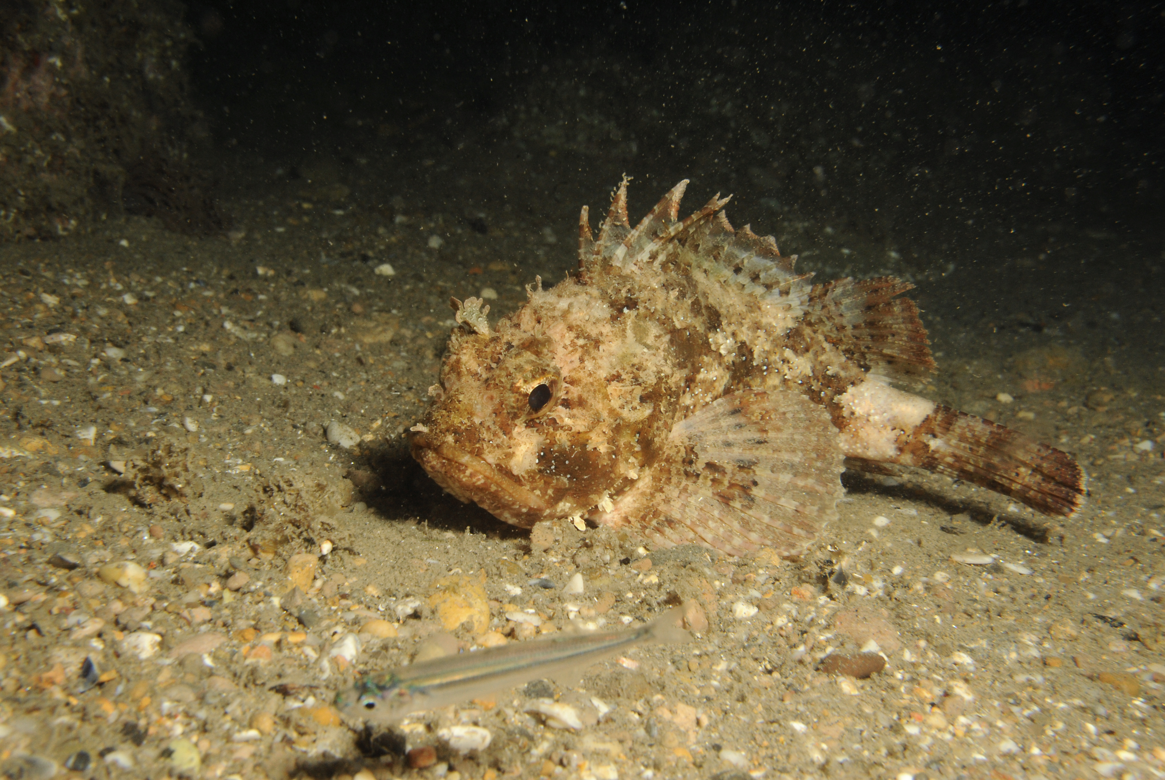 Black scorpionfish • Scorpaena porcus • Fish sheet