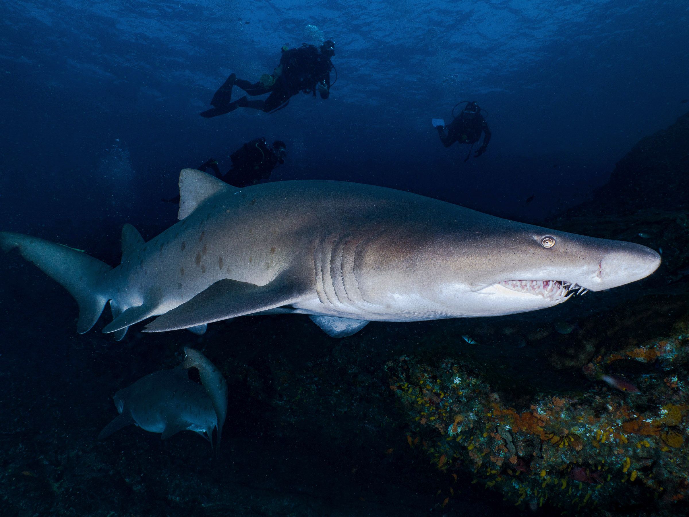 Sand tiger shark • Carcharias taurus • Fish sheet