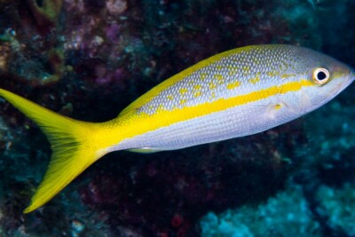 Dory Snapper or Lutjanus fulviflamma caught using a nylon fishing