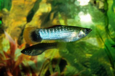 Guppy • Poecilia reticulata • Fiche poissons