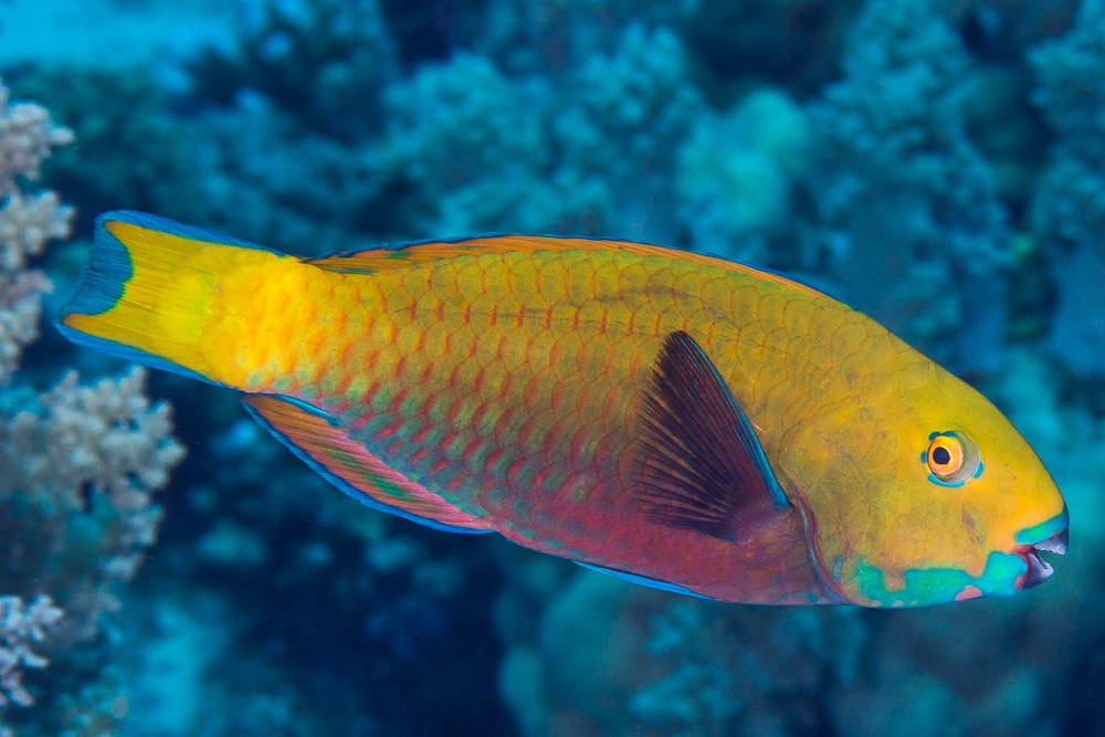 Heavybeak parrotfish • Chlorurus gibbus • Fish sheet