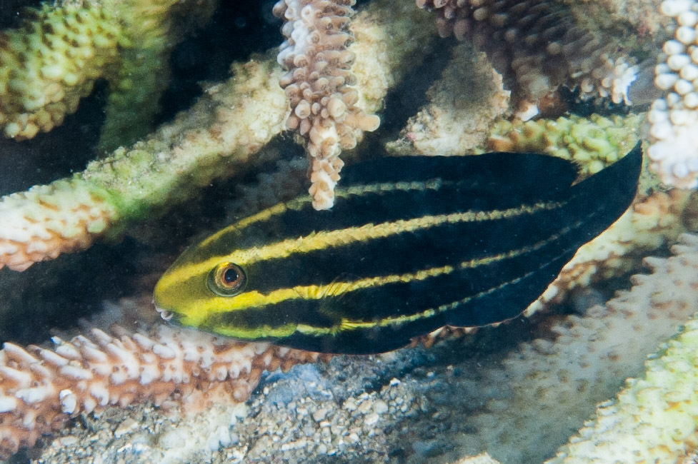 The Indian Threadfish (Juvenile) - Whats That Fish!