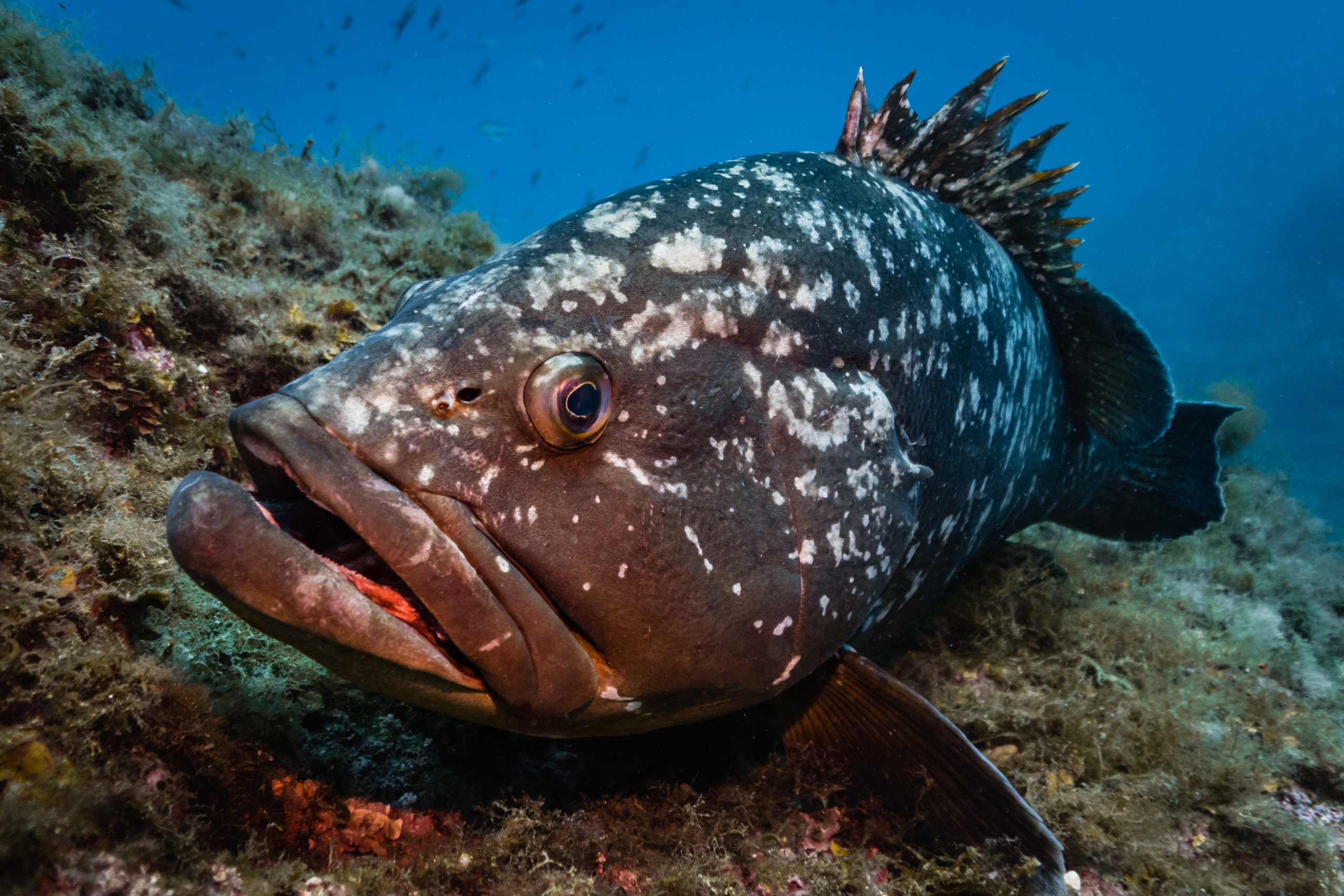 Mérou • Epinephelus marginatus • Fiche poissons