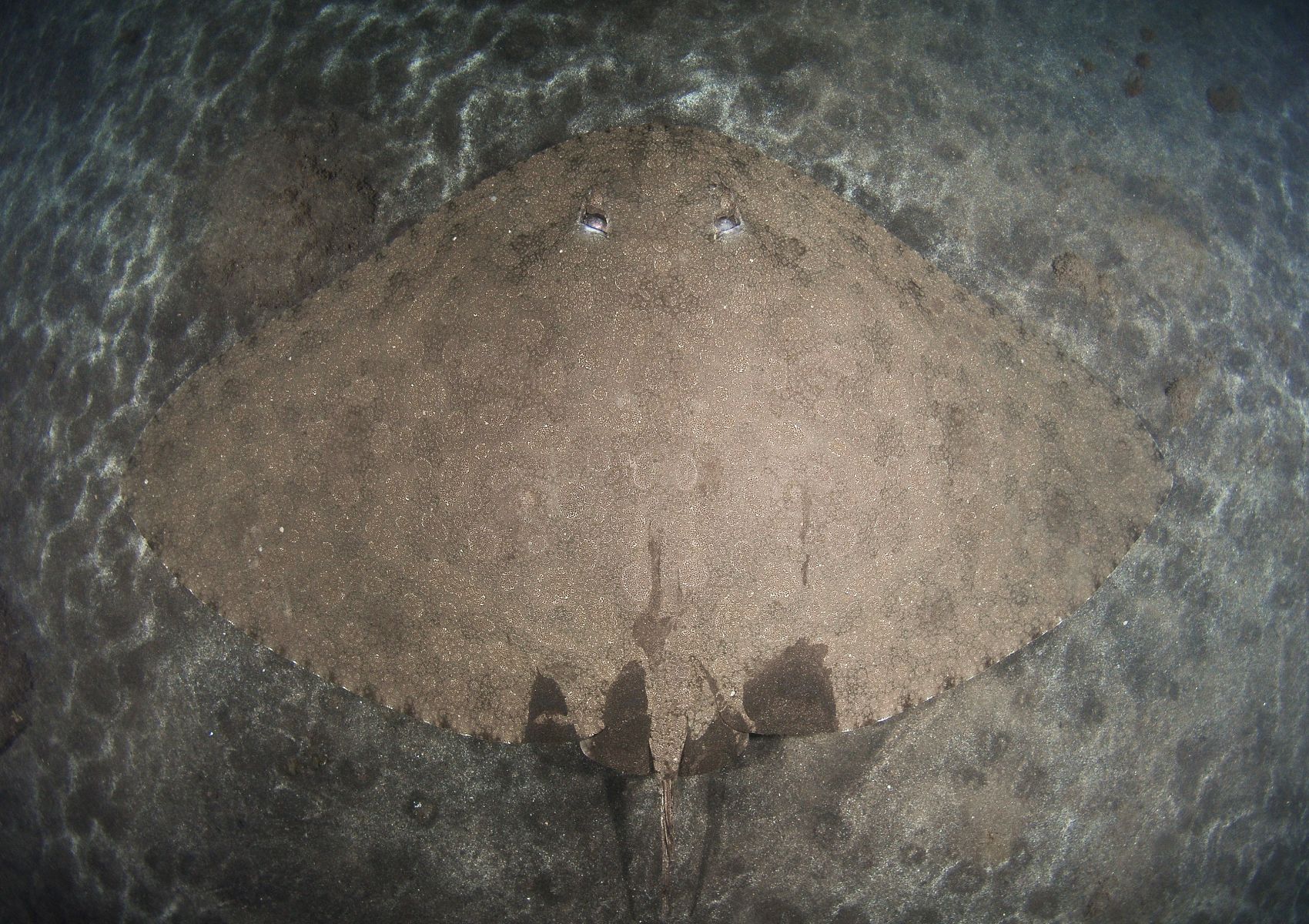 Spiny butterfly ray • Gymnura altavela • Fish sheet