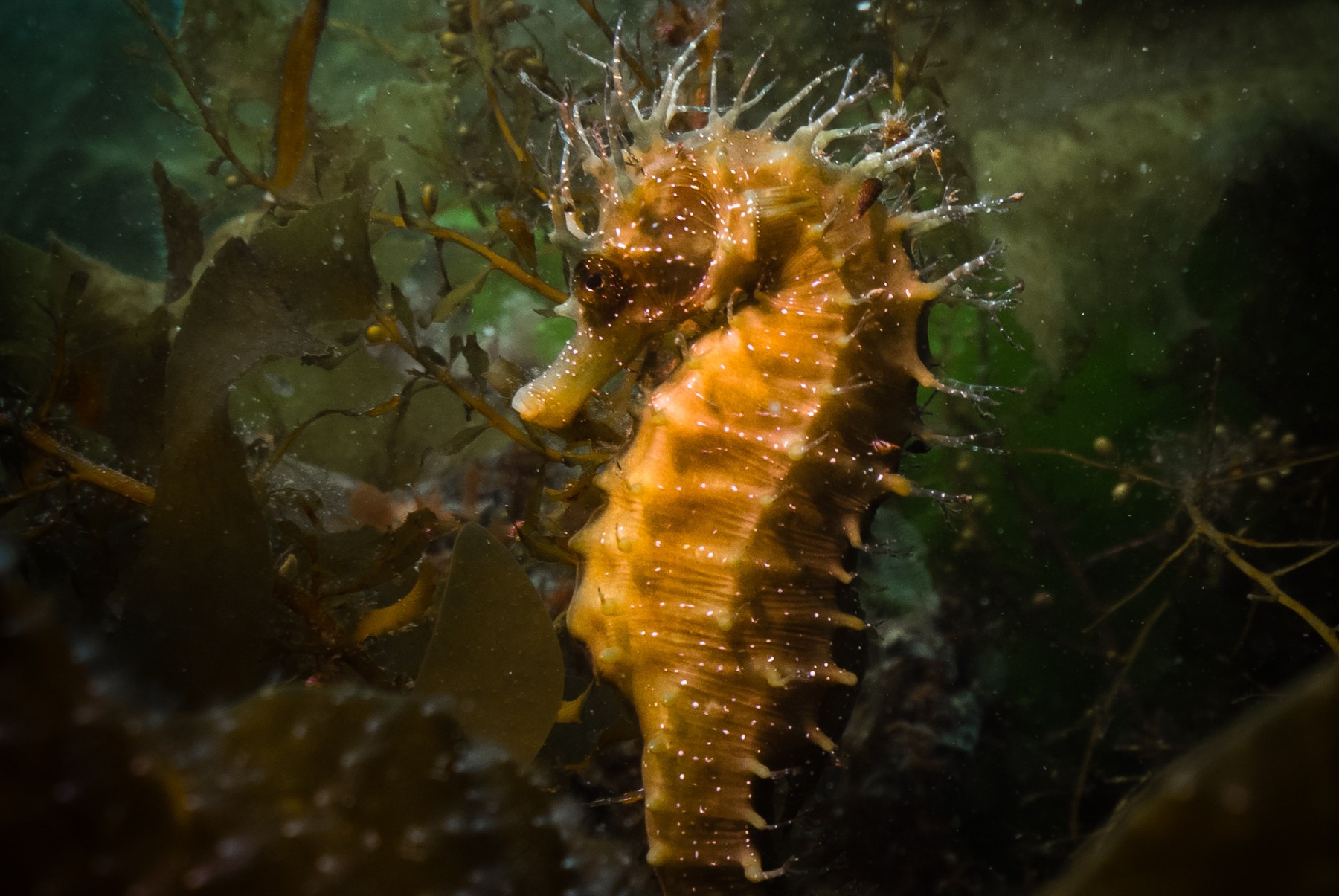 Long-snouted seahorse • Hippocampus guttulatus • Fish sheet