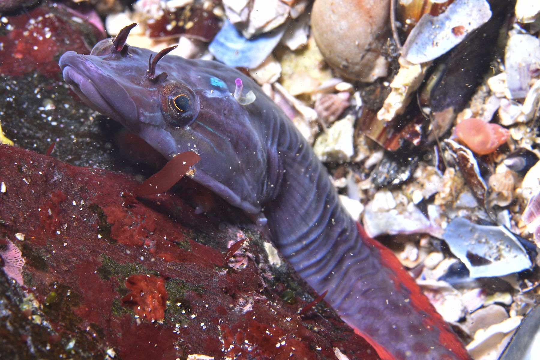 Lepadogaster purpurea • Scheda dei pesci