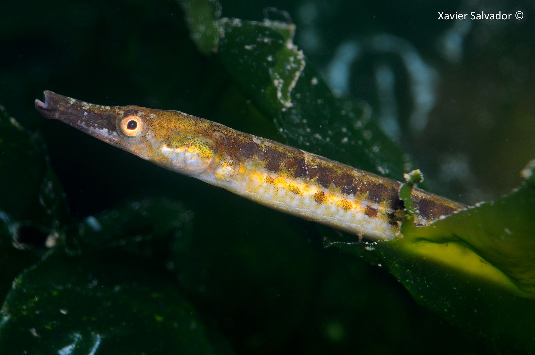 Black-striped pipefish • syngnathus abaster • Fish sheet