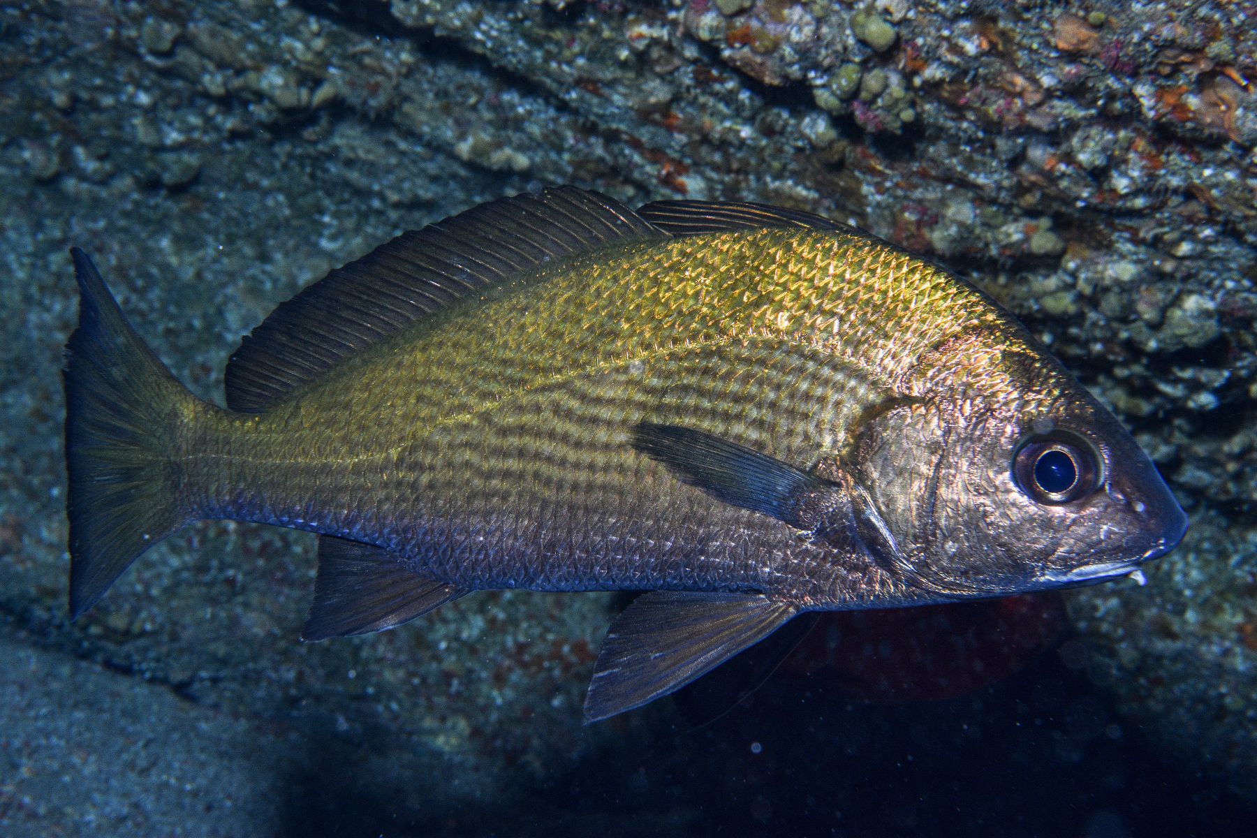 Kanarietromme • Umbrina canariensisKanarietromme • Umbrina canariensis  