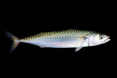 CAREFISH_Catch on X: 🐟Atlantic chub mackerel (Scomber colias) is
