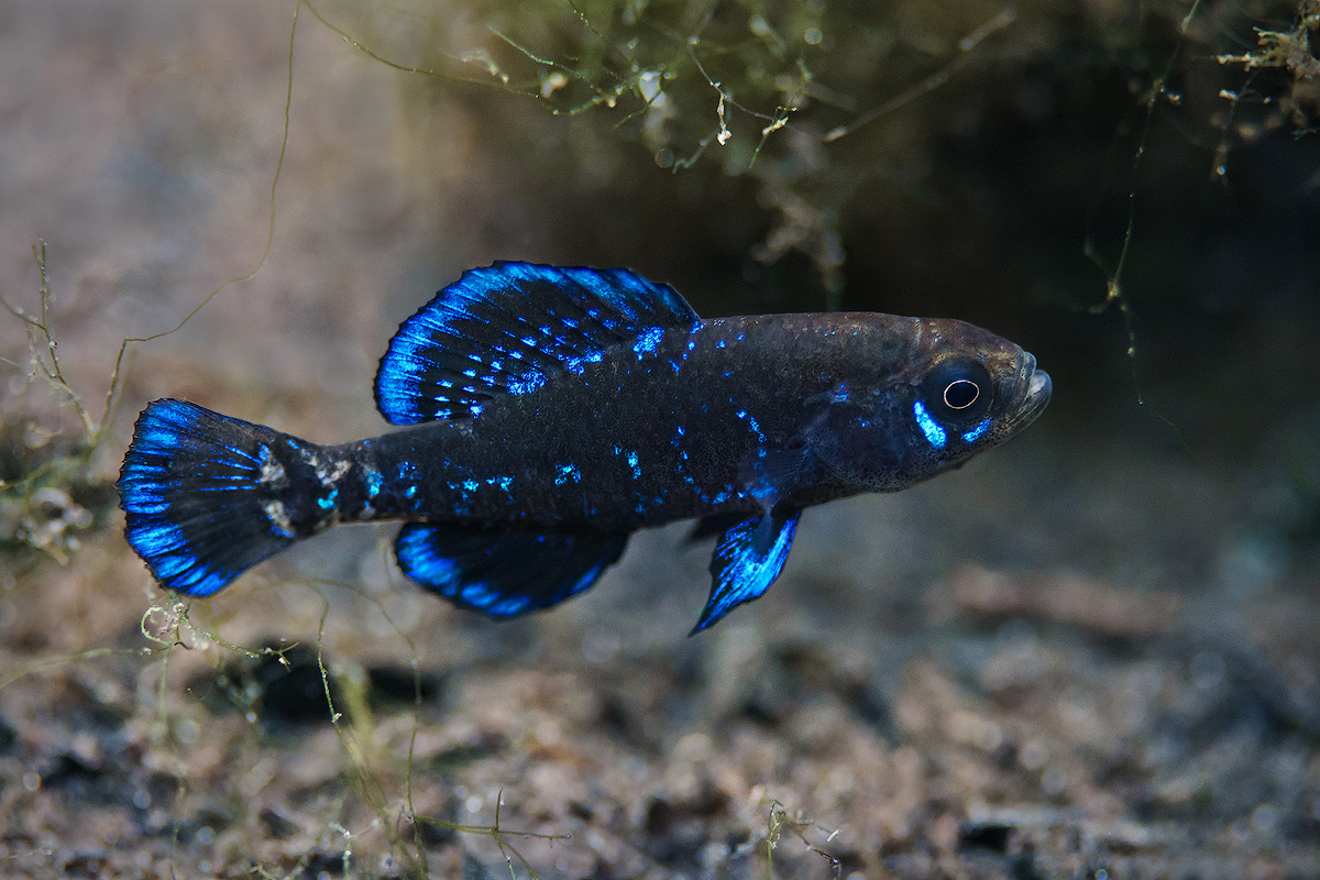 Gulf coast pygmy sunfish • Elassoma gilberti • Fish sheet