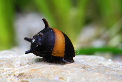 Vittina waigiensis - Wikipedia