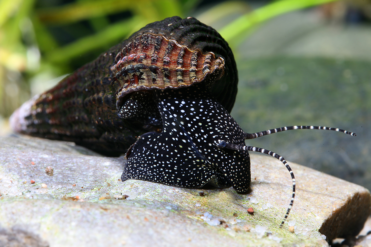 Tylomelania patriarchalis • Mollusc Page